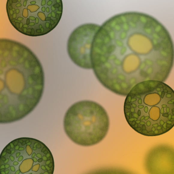 מהפכת החיים של האצות הקדומות