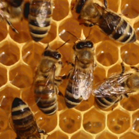 מה אפשר ללמוד מדבורים על אוטיזם אנושי ואבולוציה מתכנסת?