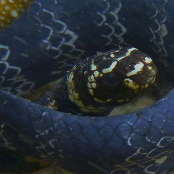 שחור הוא המזוהם החדש