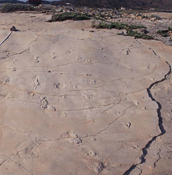 טביעות הרגל שהכניסו את מוצא האדם לבוץ