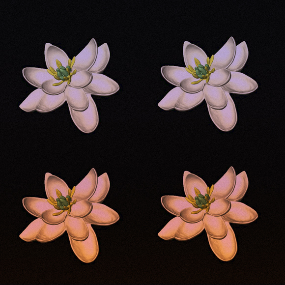 האב הקדמון של הפרחים