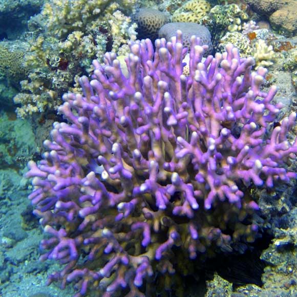 האלמוגים שישרדו שינויי חומציות