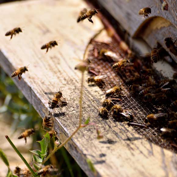 The Mysterious Case of the Dying Bees
