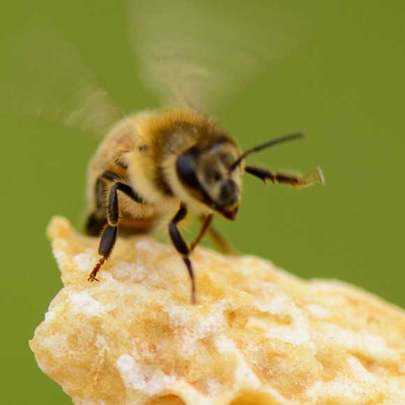 התועלת הבריאותית של הדבורים