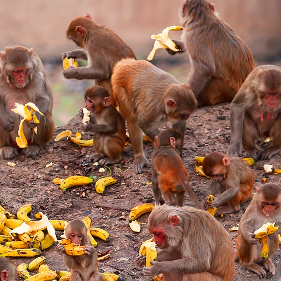 משחקי הכס של הקופות