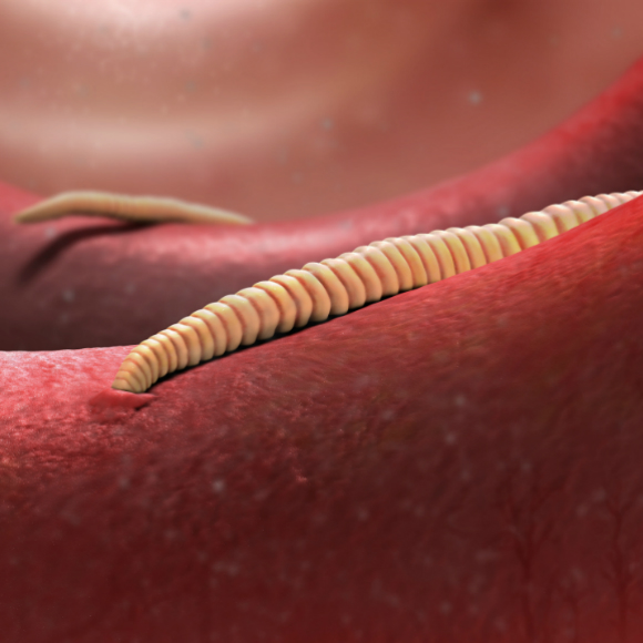 המלחמה המשולבת נגד התולעים