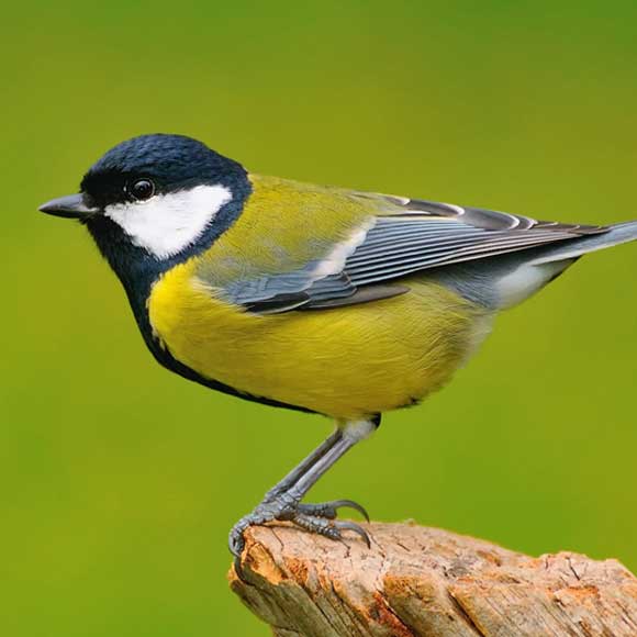 ההיסטוריה הקצרה של המקור הארוך