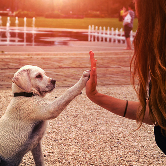 ההורמון החברותי של הכלבים?