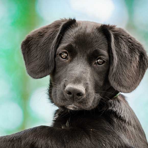 פרצוף כלב: מה הוא אומר?