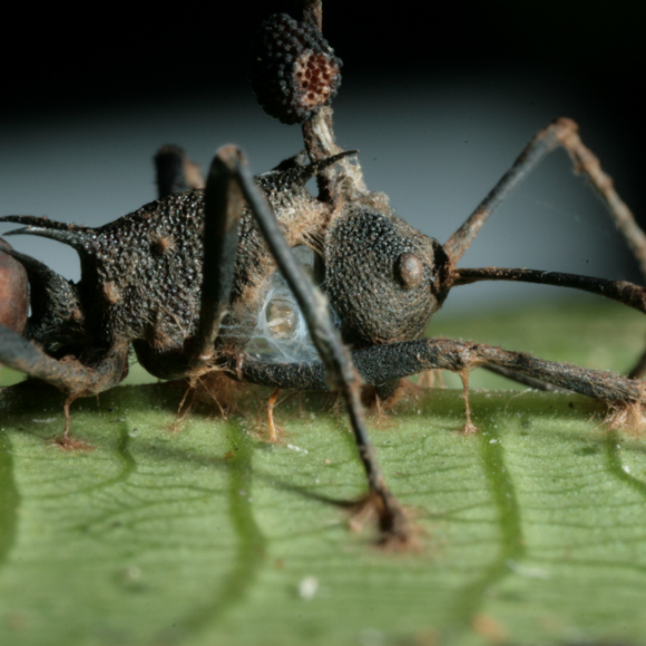 הנמלה שהפכה לפטרייה