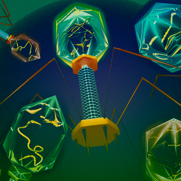 הווירוס שמרפא זיהומים