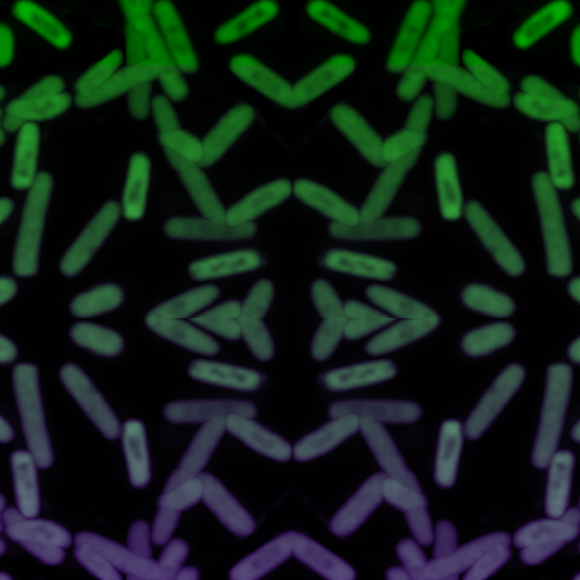 החלבונים של העידן החדש