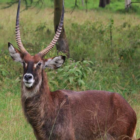 פרה עם ריח אנטילופה