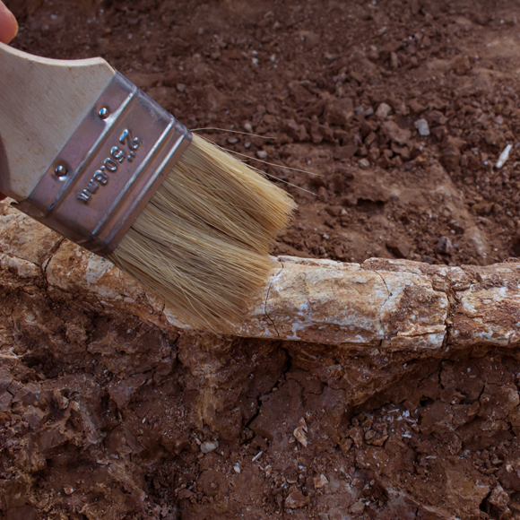 מלחמת העצמות