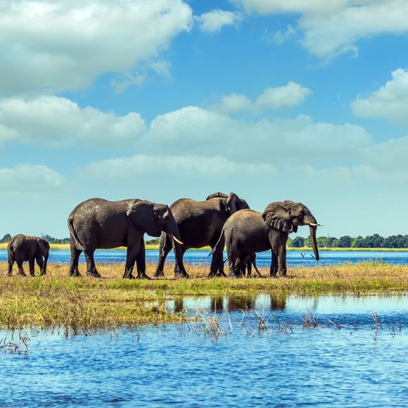לראות את ההכחדה בעיניים