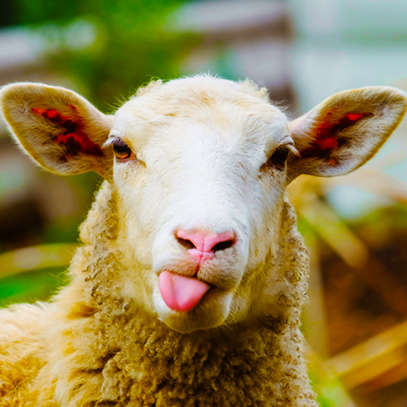 פועות 6:6 – כבשים מזהות פרצופים