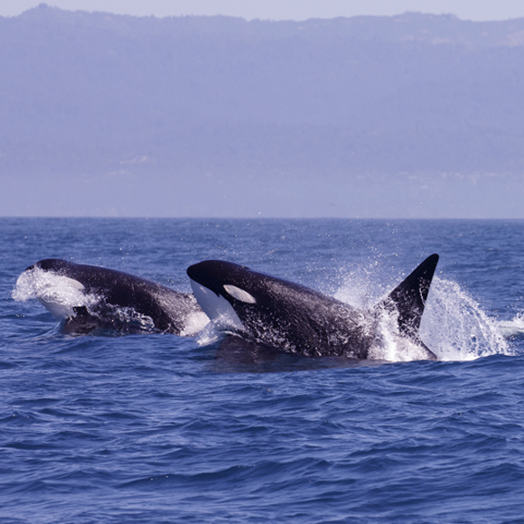 הישרדותם של החברותיים