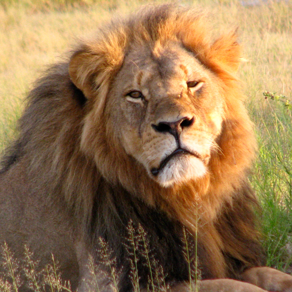 שני הצדדים של הציידים
