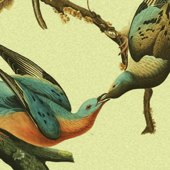 הגנטיקה הקטלנית של היונים הנודדות