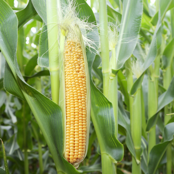 המנגנון המתוחכם של החיפושית ההרסנית