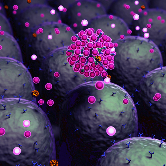 הנישוֹת של מערכת החיסון