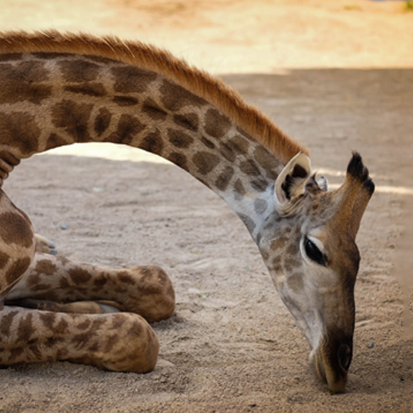 למה לג’ירפות יש צוואר ארוך?