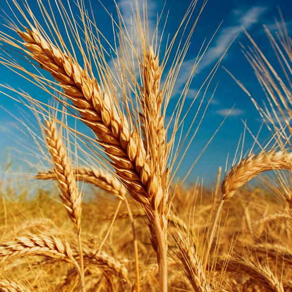 המרוץ להצלת החיטה