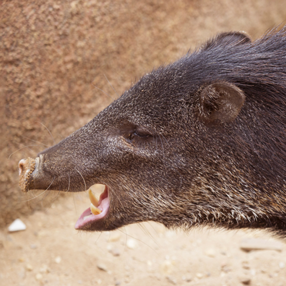 מנהגי האבלות של הפקארי