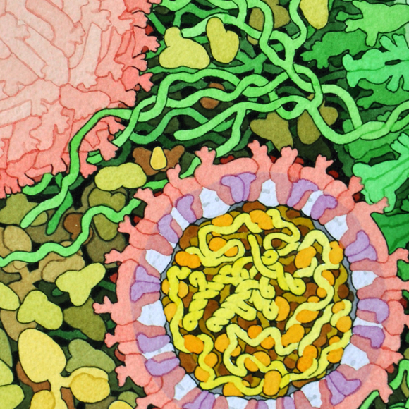 זיקה: נגיף בלתי מזיק שהפך הרסני