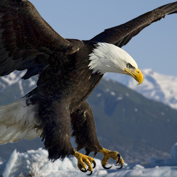 ניצלו מהכחדה ברגע האחרון