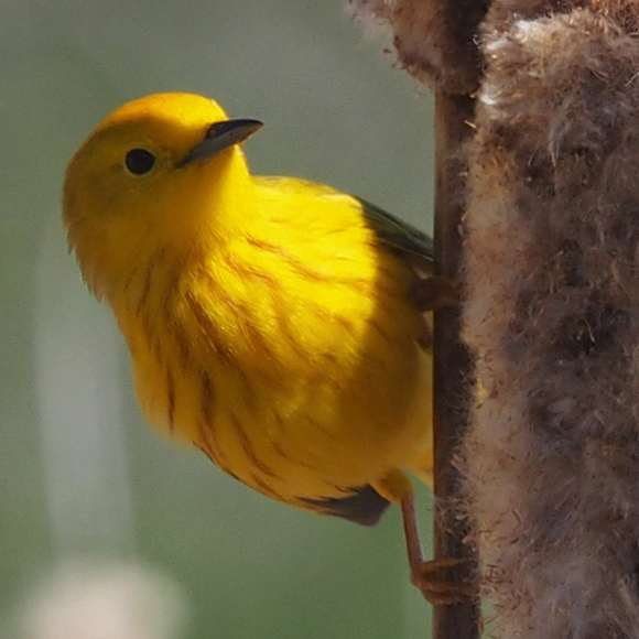 האמיצים שורדים באקלים משתנה