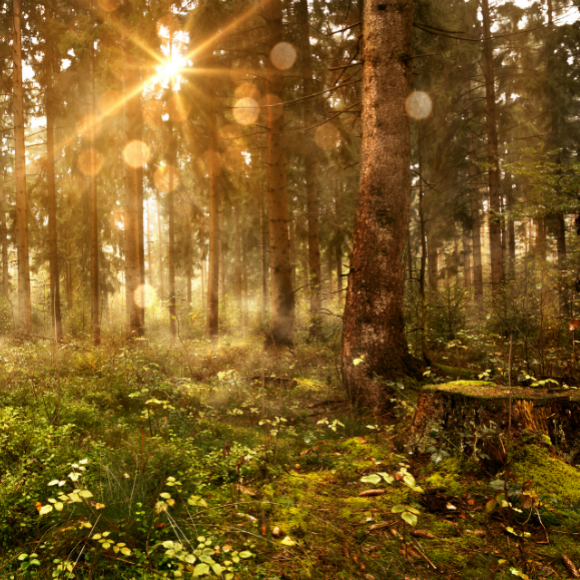 ט”ו בשבט הגיע: חידון הצמחים