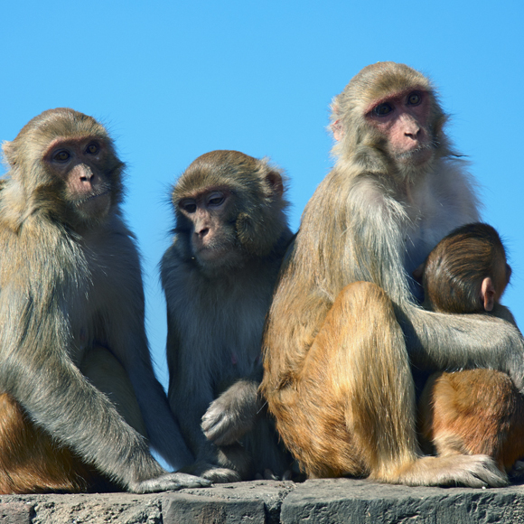 “לראות” באמצעות אלקטרודות