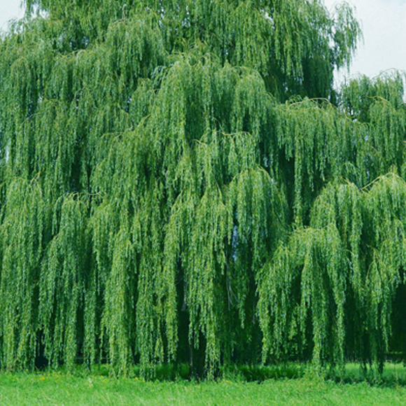 ממה בנויים העצים?