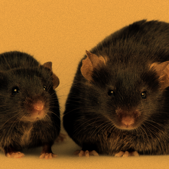 מנגנון אפשרי שמוביל מהשמנה לסוכרת