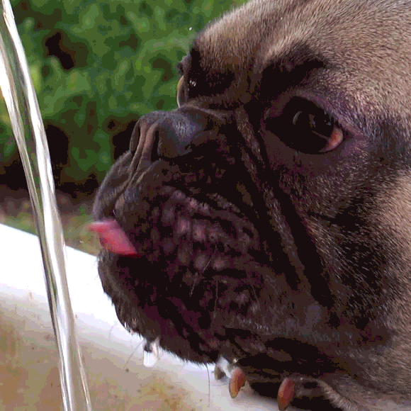 איך חיות שותות?