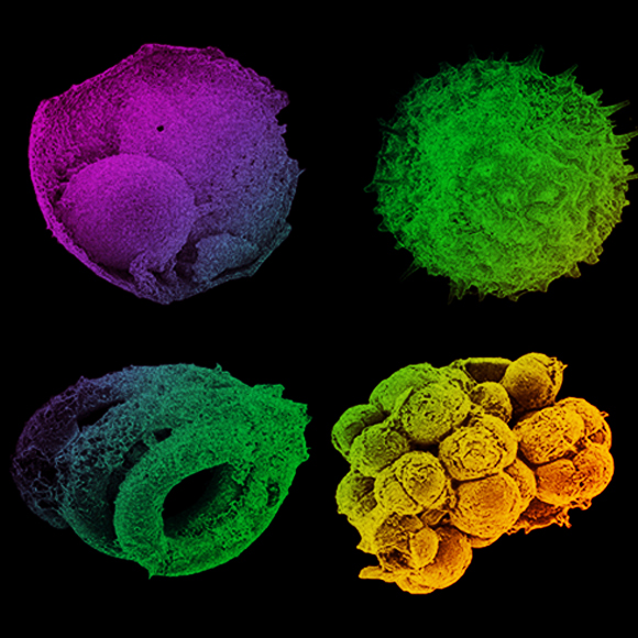החיפוש אחרי העוברים הראשונים