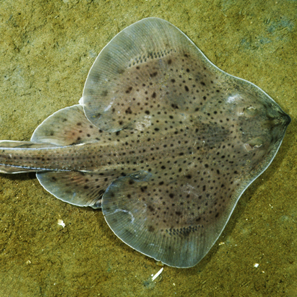 הדגים שהמציאו את ההליכה