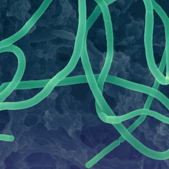 צליל מכוון – החיידקים שמחזירים גלי קול