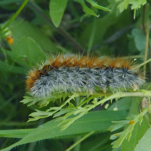 איך למדתי להפסיק לפחד מהדובון?