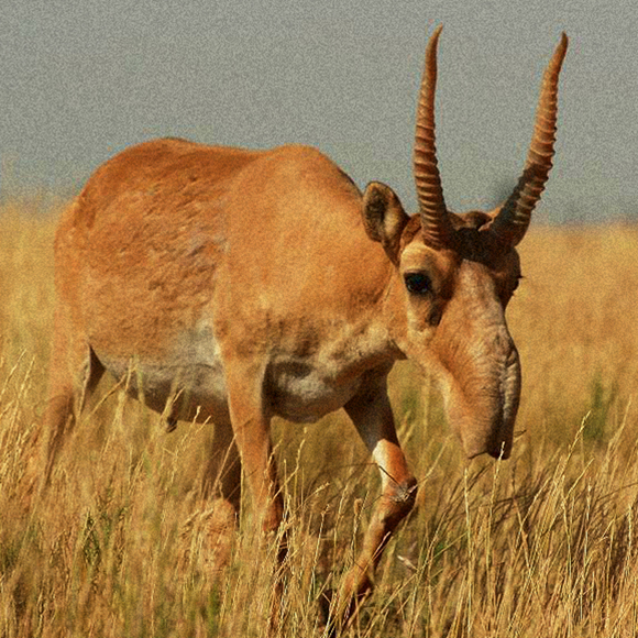 הסאגה של קטל הסאיגה