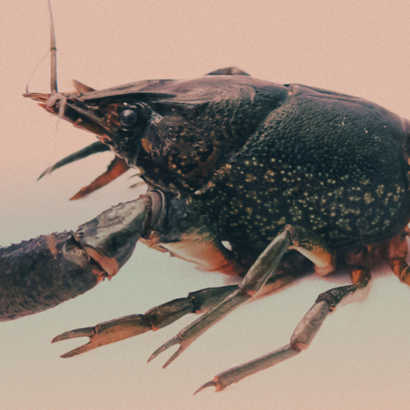 הסרטן שמשתלט על העולם