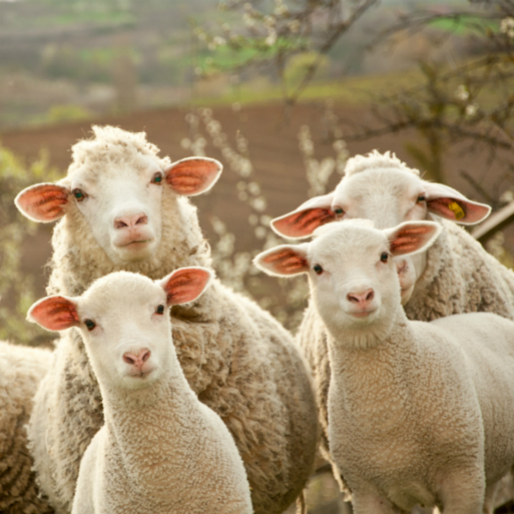 יש כבשים עם לב אדם