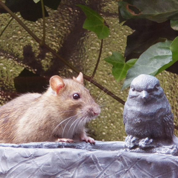 תן לי ואתן לך: גרסת החולדות