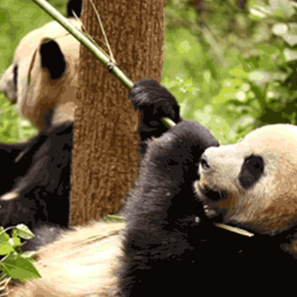 האבולוציה של הדוב הצמחוני