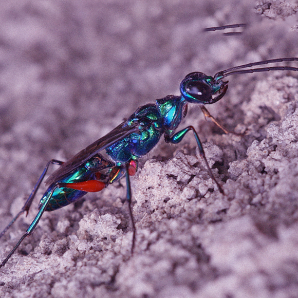 הארס הלא מוכר של הצרעה המשתקת
