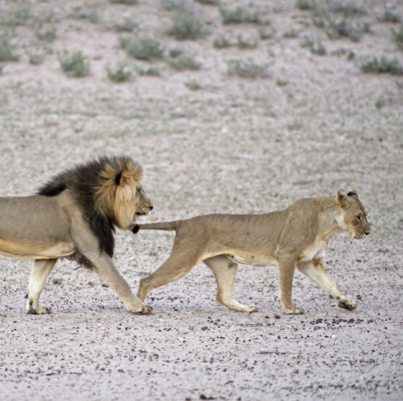 “זה בטבע שלנו”? לא בהכרח