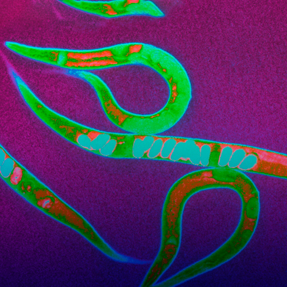 התולעת הממוחשבת הראשונה