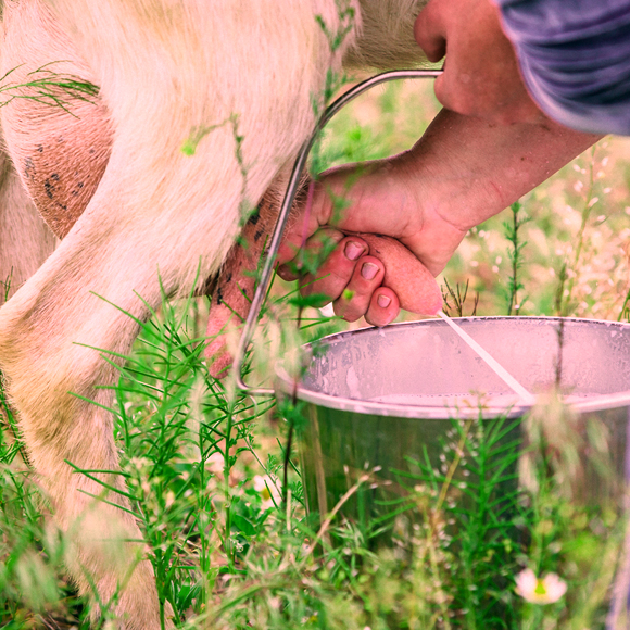 חלב עיזים: תרופה או אמונה טפלה?