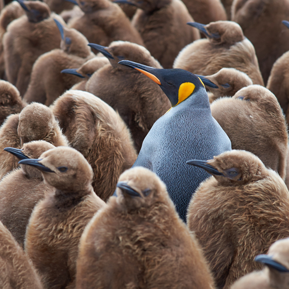 סופם של הפינגווינים המלכותיים?